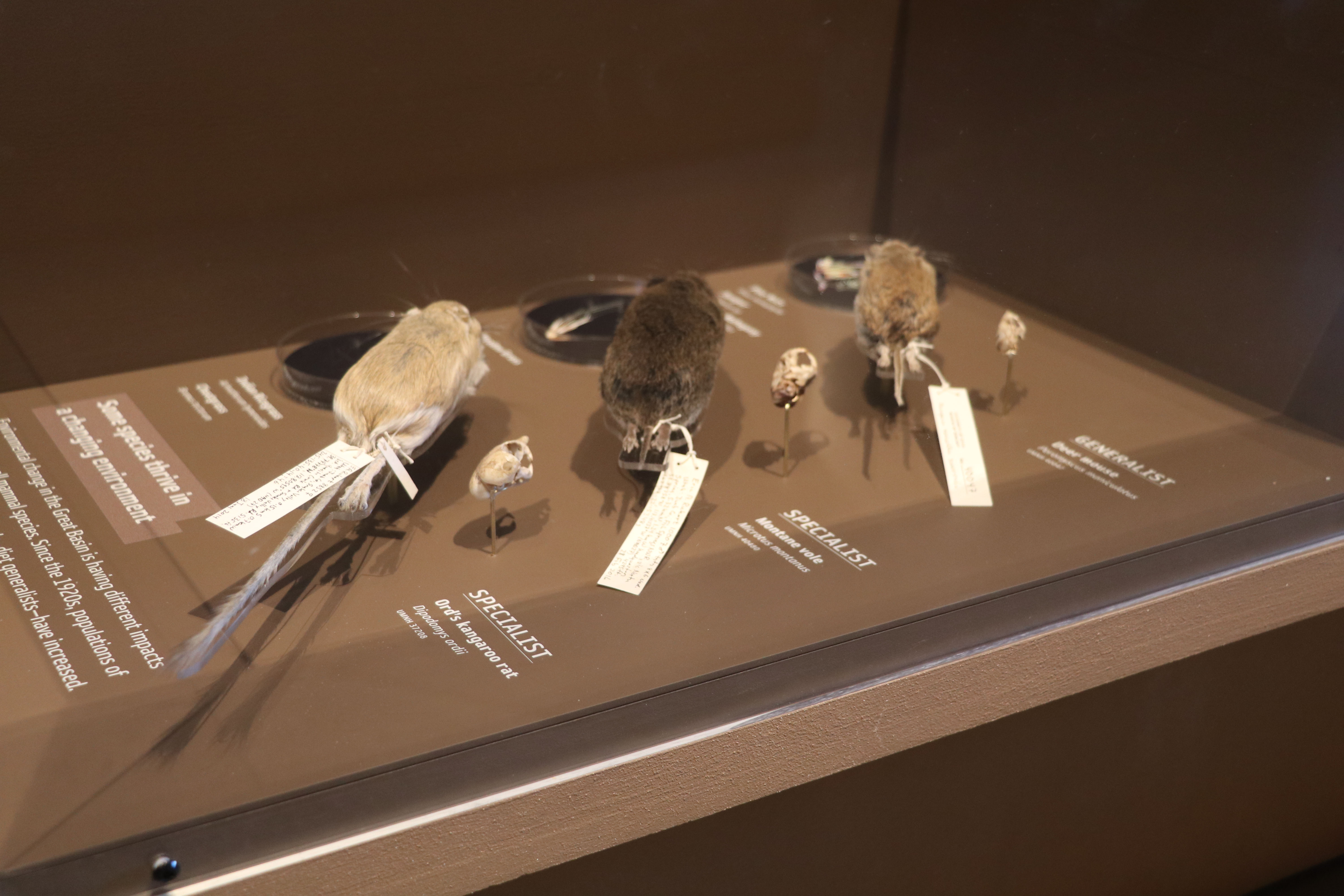 Of Mice and Meadows exhibit case detail