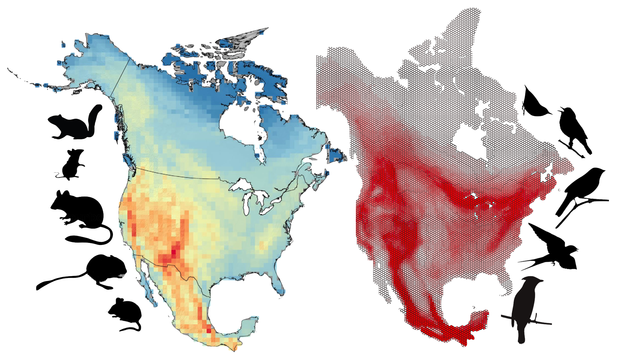 Diversity gradients research diagram