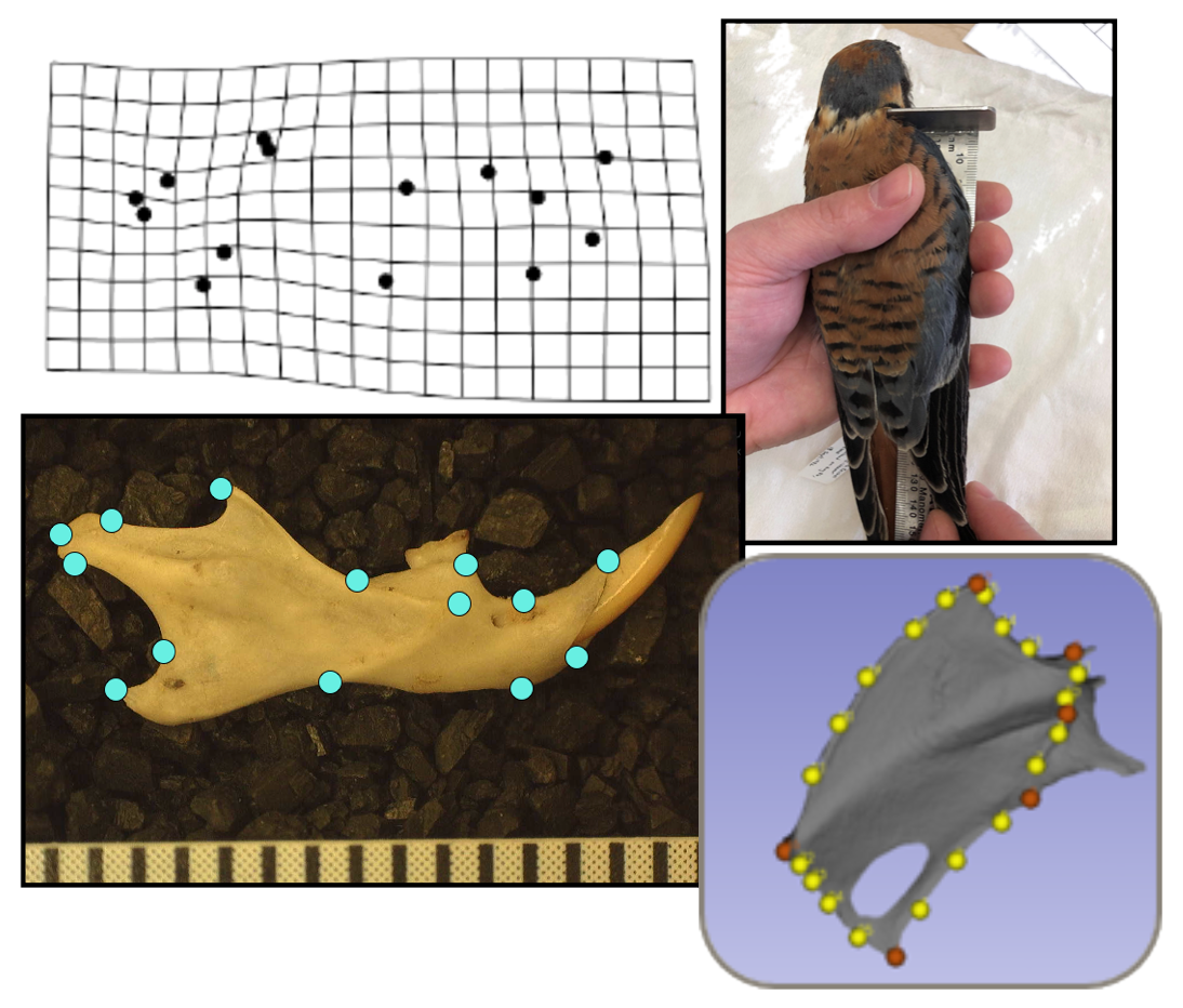 Morphometrics research diagram