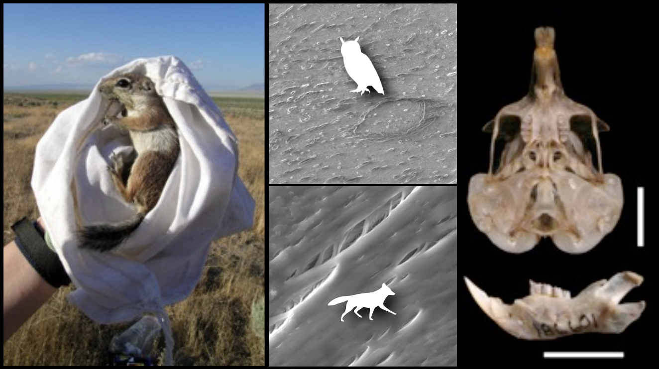 Taphonomy research diagram