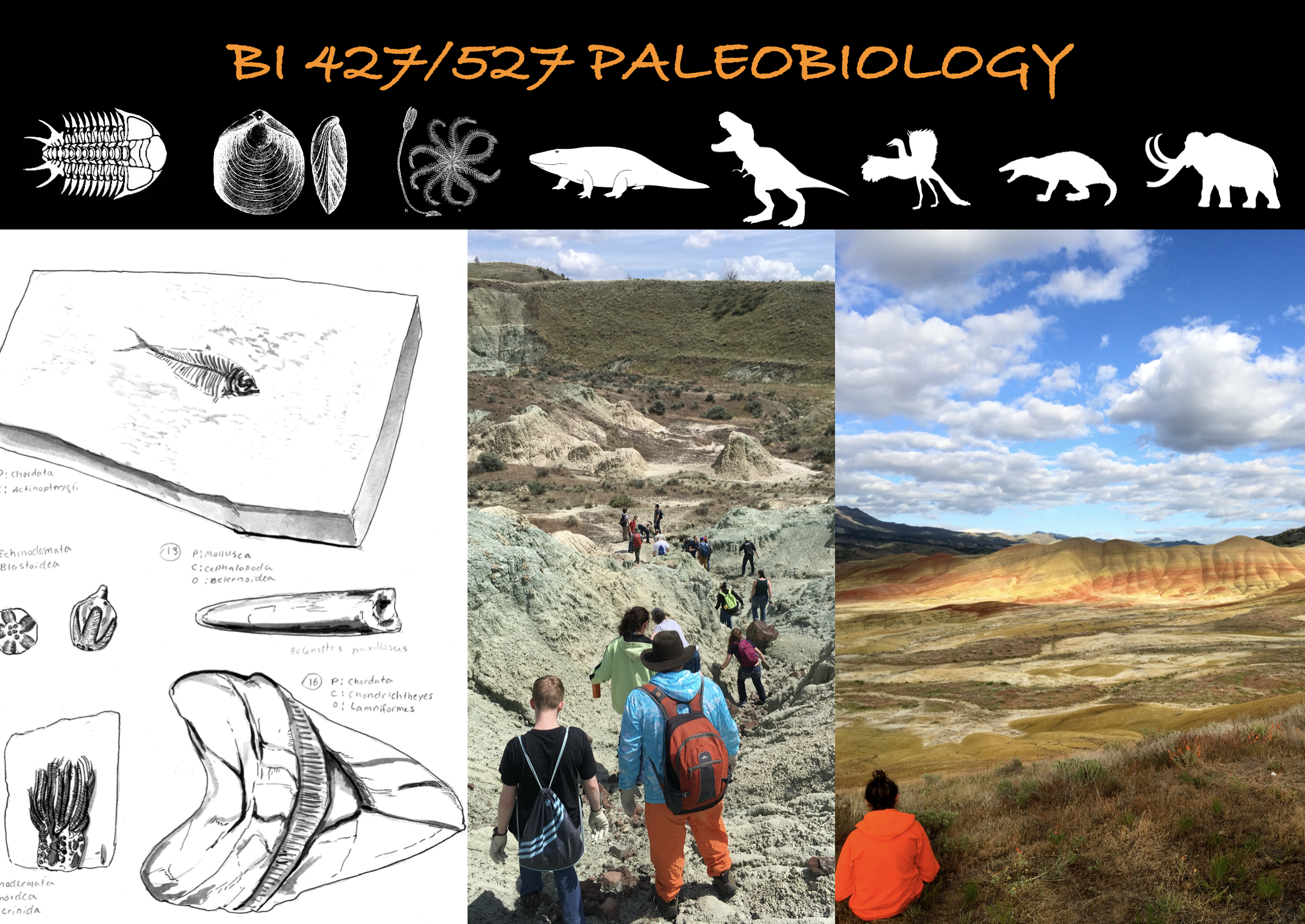 Paleobiology course