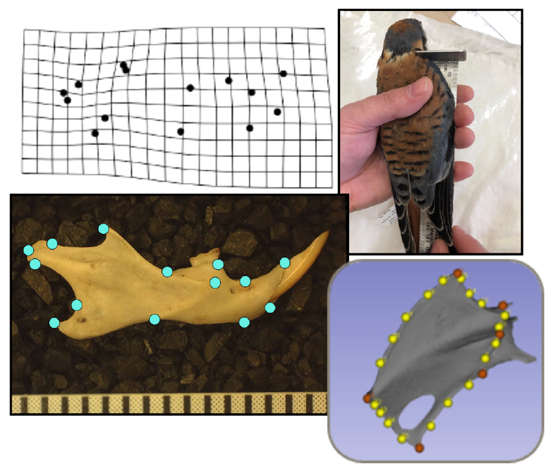 Morphometrics research diagram